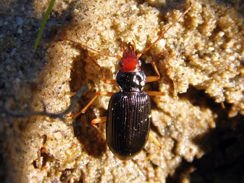 Carabidae: Nebria (Eunebria) picicornis